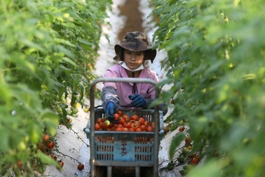 Việt Nam đứng thứ hai về số sinh viên được cấp thị thực làm việc tại Nhật Bản