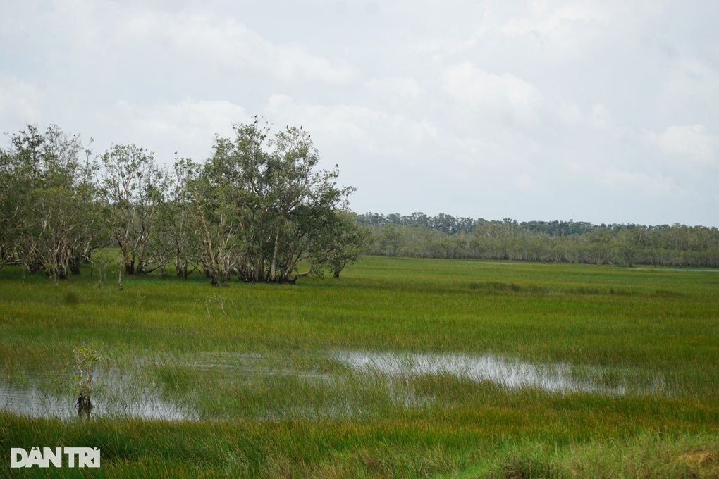30 năm giữ Tràm Chim, thấy sếu lòng vẫn xốn xang như người thương qua ngõ - 4 30 năm giữ Tràm Chim, thấy sếu lòng vẫn xốn xang như người thương qua ngõ - 4