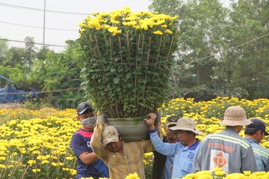 Phú Yên: Người lao động “còng lưng” kiếm tiền những ngày giáp Tết