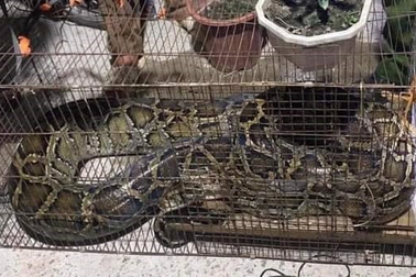 Con trăn dài 4m bò vào nhà dân săn gà