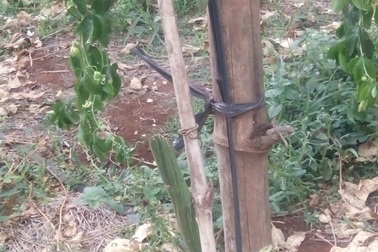 Sau một đêm, vườn chanh dây tiền tỷ bị kẻ gian tàn phá tan hoang