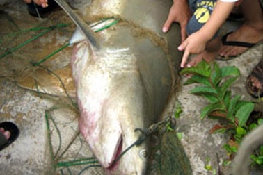 Bắt được cá mập nghi là cá cắn người trên biển Quy Nhơn