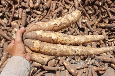 Bé 3 tuổi tử vong do ăn củ sắn cao sản