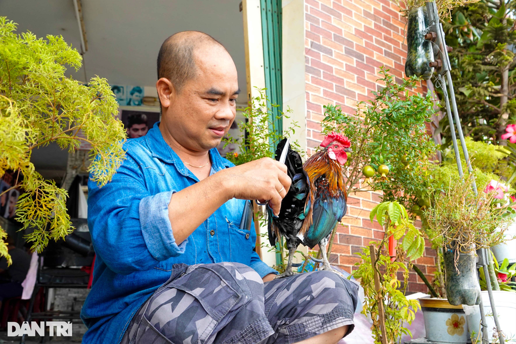 Chú gà thông minh của anh cắt tóc, biết đón khách và thích được vuốt ve - 3 Chú gà thông minh của anh cắt tóc, biết đón khách và thích được vuốt ve - 3