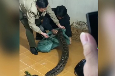 Lực lượng chức năng bắt cá thể trăn nặng 30kg bò vào nhà dân