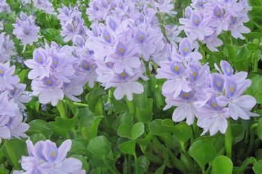 Sắc tím ngỡ ngàng mùa lục bình nở hoa