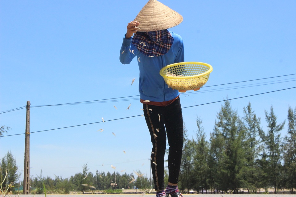Lộc biển bất ngờ, ngư dân hối hả “cướp nắng” kiếm tiền triệu - 7 Lộc biển bất ngờ, ngư dân hối hả “cướp nắng” kiếm tiền triệu - 7