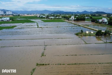 Vụ ngập úng giữa hè, dân bỏ ruộng: Doanh nghiệp phải bỏ tiền làm mương mới