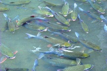 Thêm một suối “cá thần” ở Thanh Hoá 