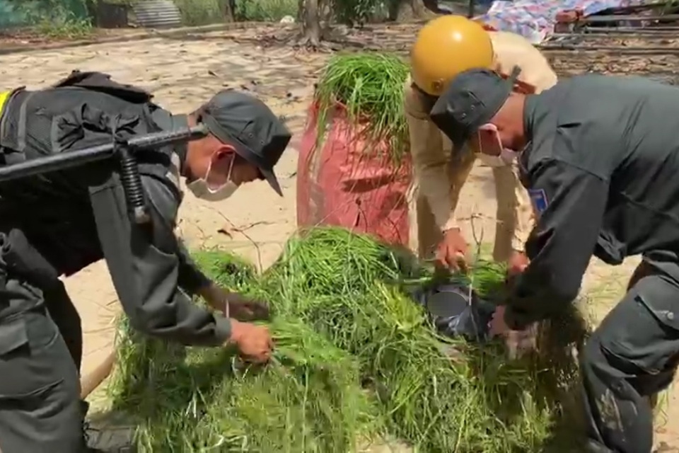 Giấu hàng nghìn bao thuốc lá lậu trong gánh cỏ - 1 Giấu hàng nghìn bao thuốc lá lậu trong gánh cỏ - 1
