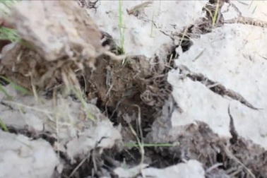 Nông dân Bến Tre lo thiếu rơm cho bò ăn vì hạn, mặn