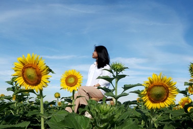 Giới trẻ phát sốt với vườn hoa hướng dương đẹp “lịm tim” gần Hội An