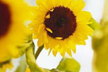 Cây hướng dương - Thuốc mới điều trị AIDS 