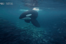 Xem cá voi sát thủ nuốt cả trăm con cá trích chỉ trong một cú đớp