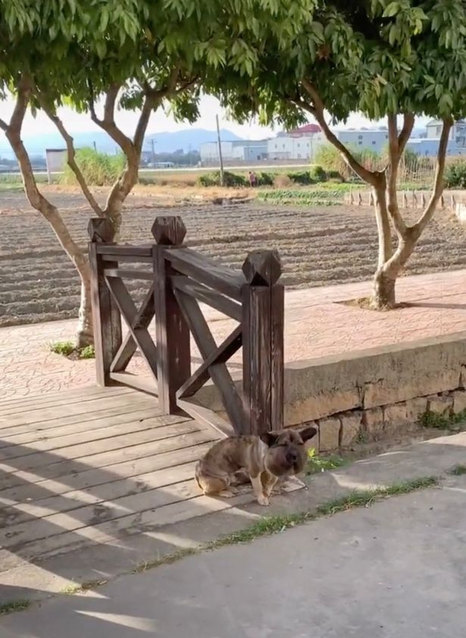 Giải cứu chú chó đáng thương mặt sưng phồng biến dạng vì đai cổ thắt chặt - 1 Giải cứu chú chó đáng thương mặt sưng phồng biến dạng vì đai cổ thắt chặt - 1