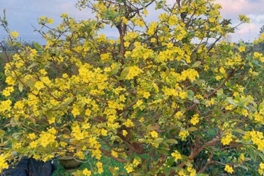 Nông dân điêu đứng vì mai Tết "cười" sau bão lũ dồn dập