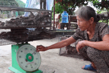 Gom bắt cả lồng chuột nhung nhúc, nông dân kiếm tiền triệu sau một đêm