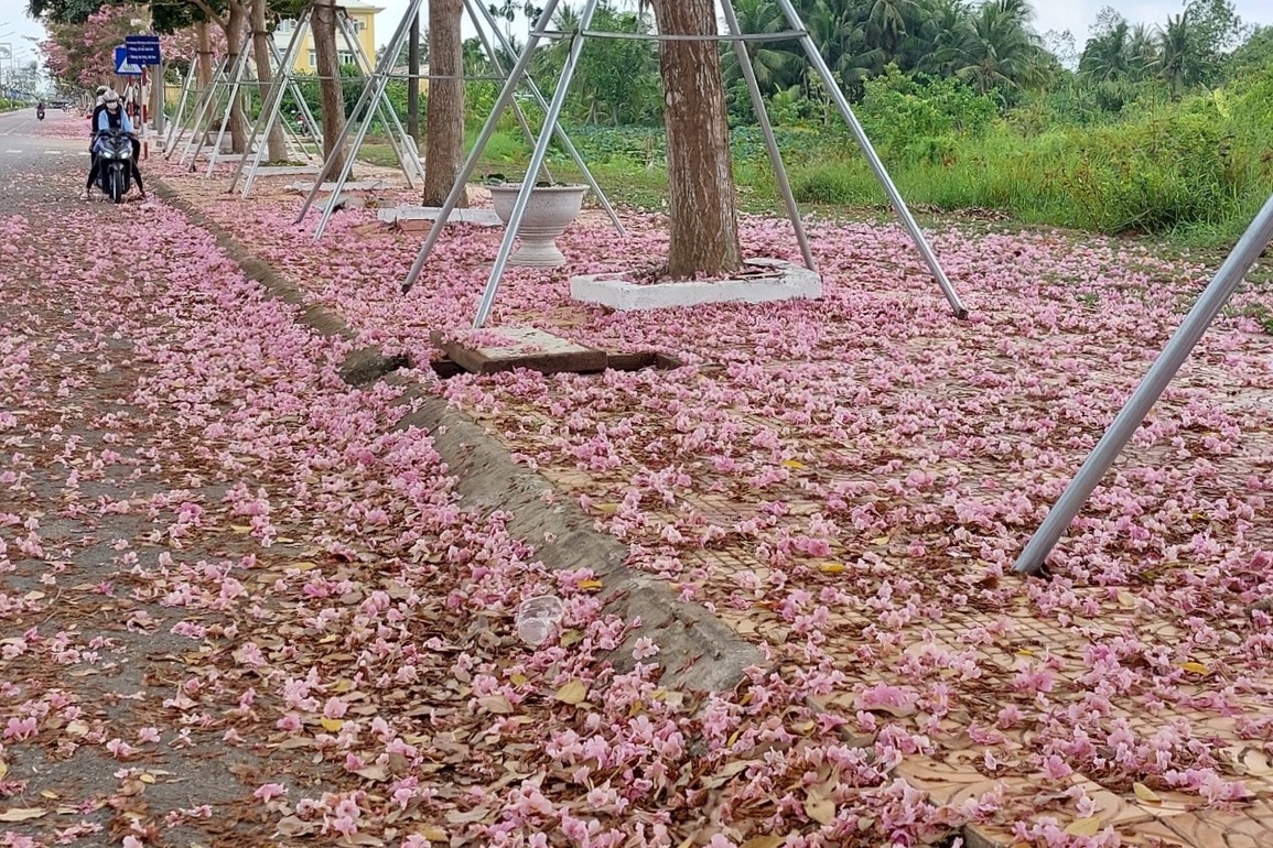 Đường hoa kèn hồng độc nhất vô nhị ở Sóc Trăng bung lụa rợp trời - 5 Đường hoa kèn hồng độc nhất vô nhị ở Sóc Trăng bung lụa rợp trời - 5