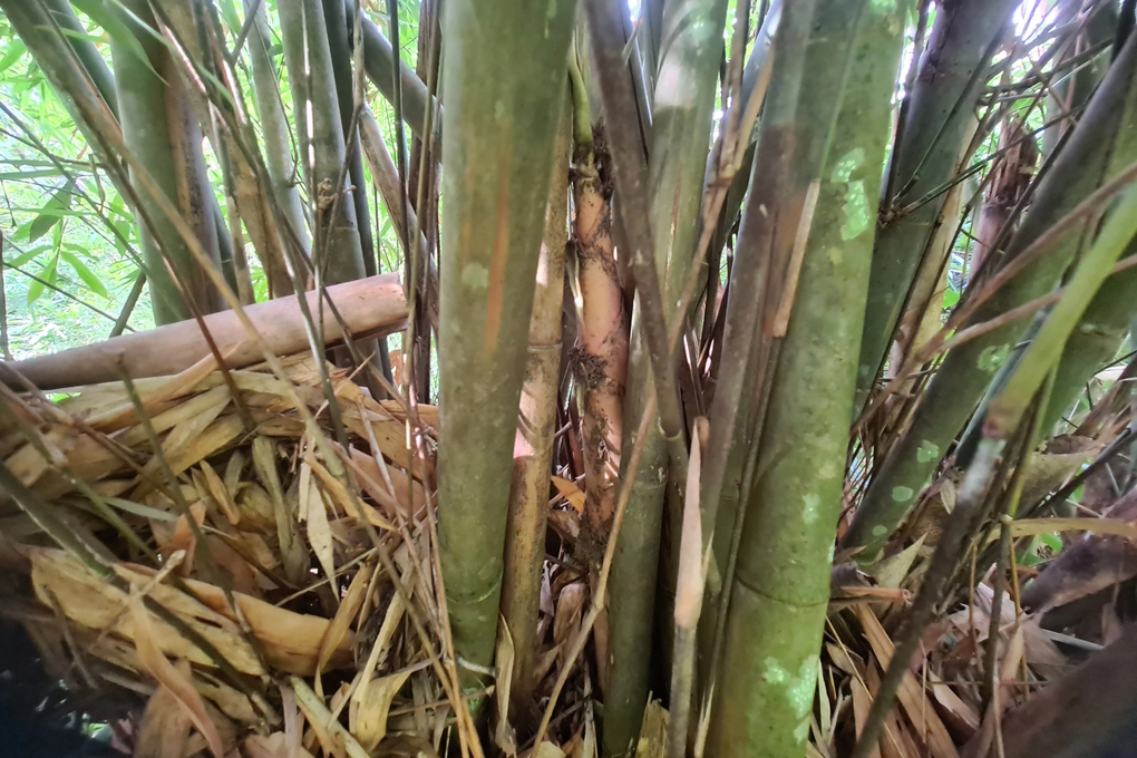 Đồng bào Ma Coong hái thứ cây mọc khắp rừng, tạo sản phẩm OCOP 3 sao - 1 Đồng bào Ma Coong hái thứ cây mọc khắp rừng, tạo sản phẩm OCOP 3 sao - 1