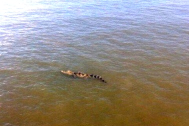 Nghi cá sấu xuất hiện trên sông Sài Gòn