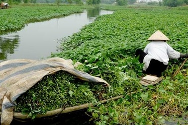 100% mẫu rau muống tại sông Nhuệ nhiễm chì