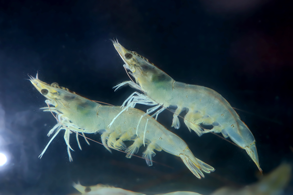 Những tín hiệu đáng mừng của ngành nuôi tôm và sự tiên phong của thức ăn Aquaxcel - 3 Những tín hiệu đáng mừng của ngành nuôi tôm và sự tiên phong của thức ăn Aquaxcel - 3