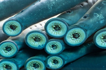 Loài cá ma cà rồng sống sót sau 4 lần đại tuyệt chủng