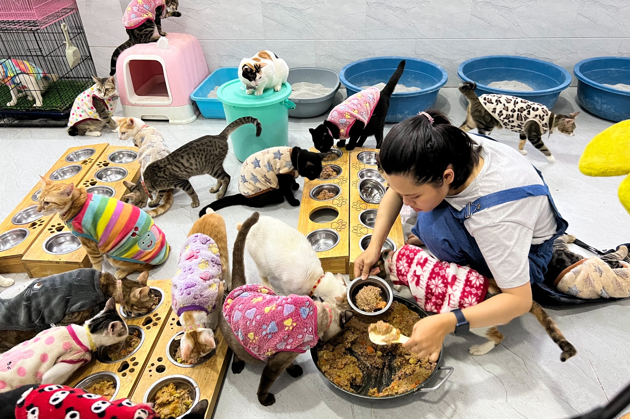 Ngôi nhà hạnh phúc của hàng trăm chú mèo tại trung tâm TPHCM - 2 Ngôi nhà hạnh phúc của hàng trăm chú mèo tại trung tâm TPHCM - 2
