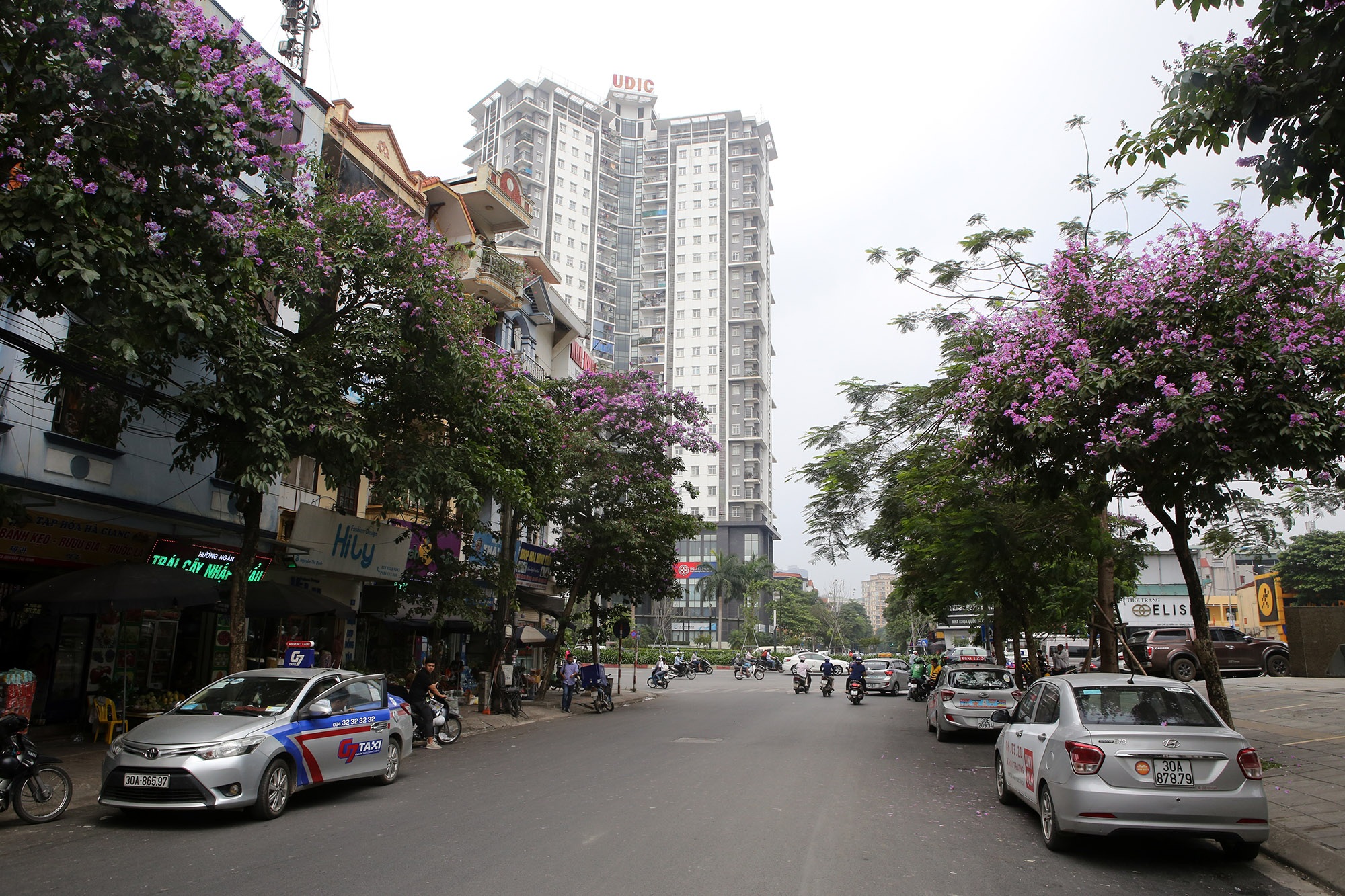 Ngắm hoa bằng lăng nở tím trời Hà Nội - 10 Ngắm hoa bằng lăng nở tím trời Hà Nội - 10