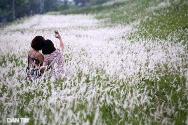 "Thiên đường cỏ tranh" trắng muốt tại Hà Nội