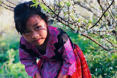 Mê mẩn những cánh đồng hoa đẹp như thiên đường ở Mộc Châu