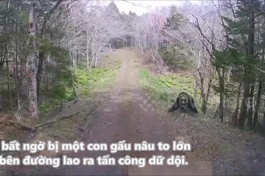 Gấu bất ngờ lao ra chặn đường, tấn công xe tải dữ dội