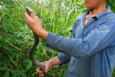 Chia sẻ “lạnh người” của một thợ săn rắn độc