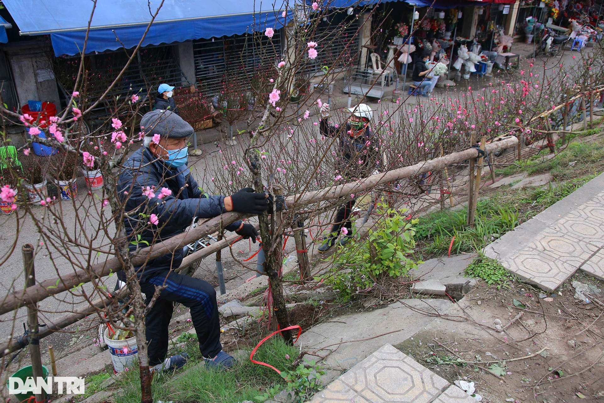 Đào cuối vụ ở Hà Nội đắt khách dịp rằm tháng Giêng - 8 Đào cuối vụ ở Hà Nội đắt khách dịp rằm tháng Giêng - 8
