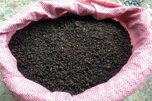 Máy bay chở phân dơi ra Hà Nội bón rau siêu sạch