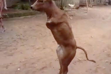 Hiếu kỳ xem chú bò 2 chân biết đi thẳng như người