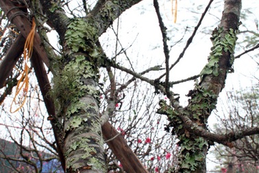 Đào rừng về Thủ đô