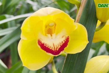 Nhà vườn thắng vụ Tết khi địa lan có giá 500.000 đồng/cành đắt khách