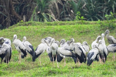 Hàng nghìn con cò nhạn quý hiếm xuất hiện ở Quảng Trị