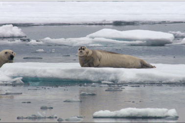 Cận cảnh cuộc “đi săn” hải cẩu của gấu trắng Bắc Cực