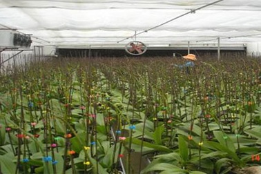 Áp dụng thành công công nghệ “Nhà màng ny lon kín và máy lạnh” trồng lan Hồ Điệp