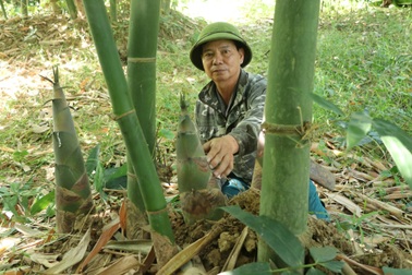 Trồng cây lợi ích kép, lão nông bỏ túi nửa tỷ đồng mỗi năm