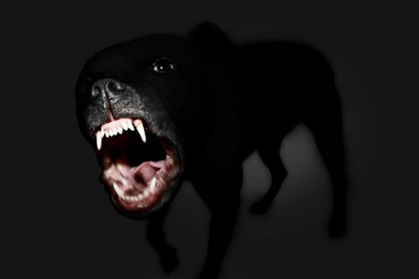 Đang đứng nói chuyện, người đàn ông bị chó lao vào cắn đứt "cậu nhỏ"