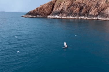 Cá voi săn mồi sát bờ biển nổi tiếng ở Bình Định