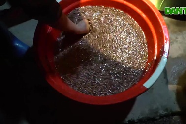 Thắp đèn giữa đêm săn “lộc trời”, thu lãi hàng trăm triệu