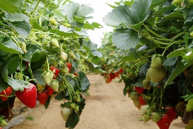 Sống ảo tại vườn dâu tây lớn nhất miền Bắc