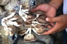 Kỹ sư điện bắt nấm bào ngư tím mọc quanh năm bất chấp thời tiết