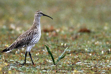 Thực hư việc loài chim tuyệt chủng được cho là xuất hiện tại Việt Nam