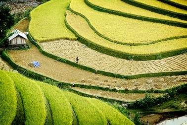 Ruộng bậc thang Hoàng Su Phì nhận Bằng Di tích QG 