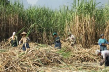 Mía đường lo ngọt thành... đắng!